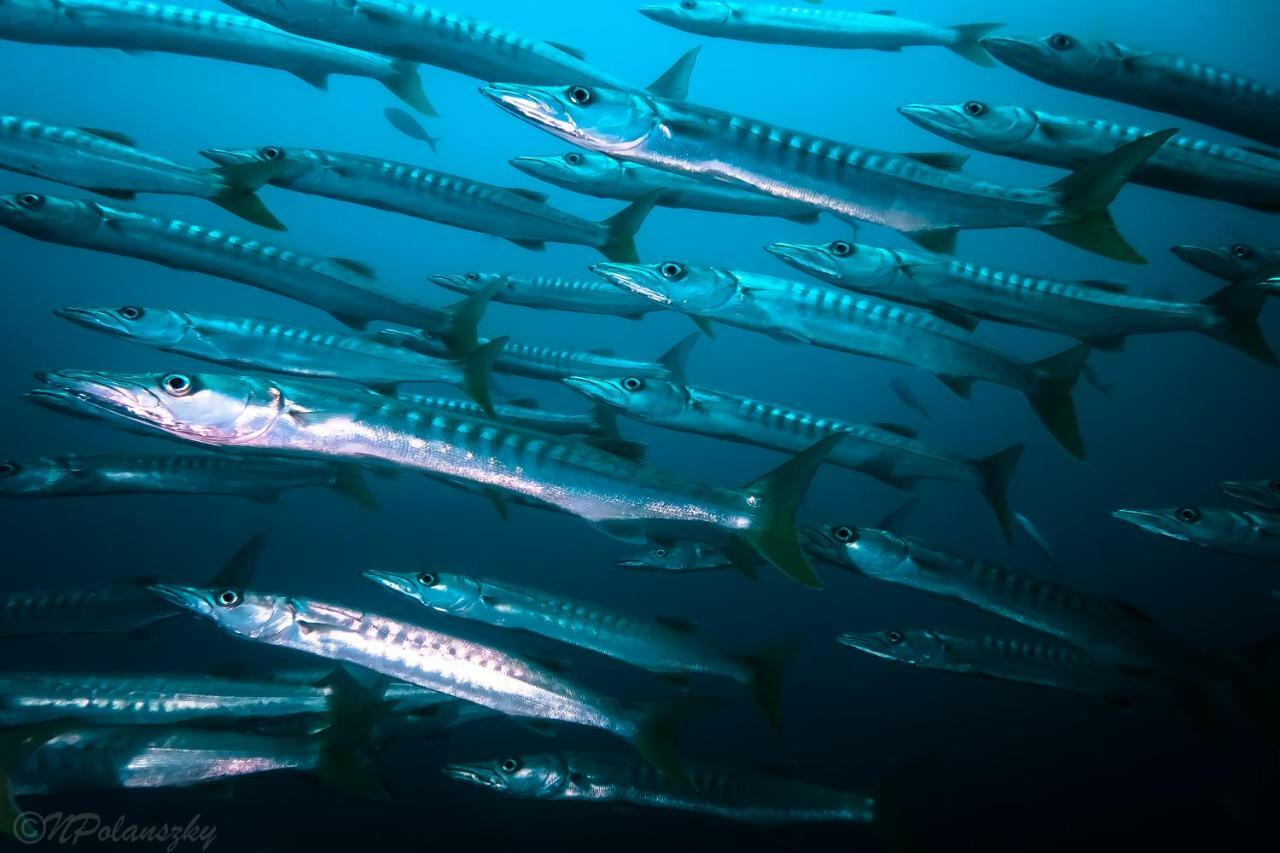 Forra Dive Resort Pattaya Beach Κο Λίπε Εξωτερικό φωτογραφία