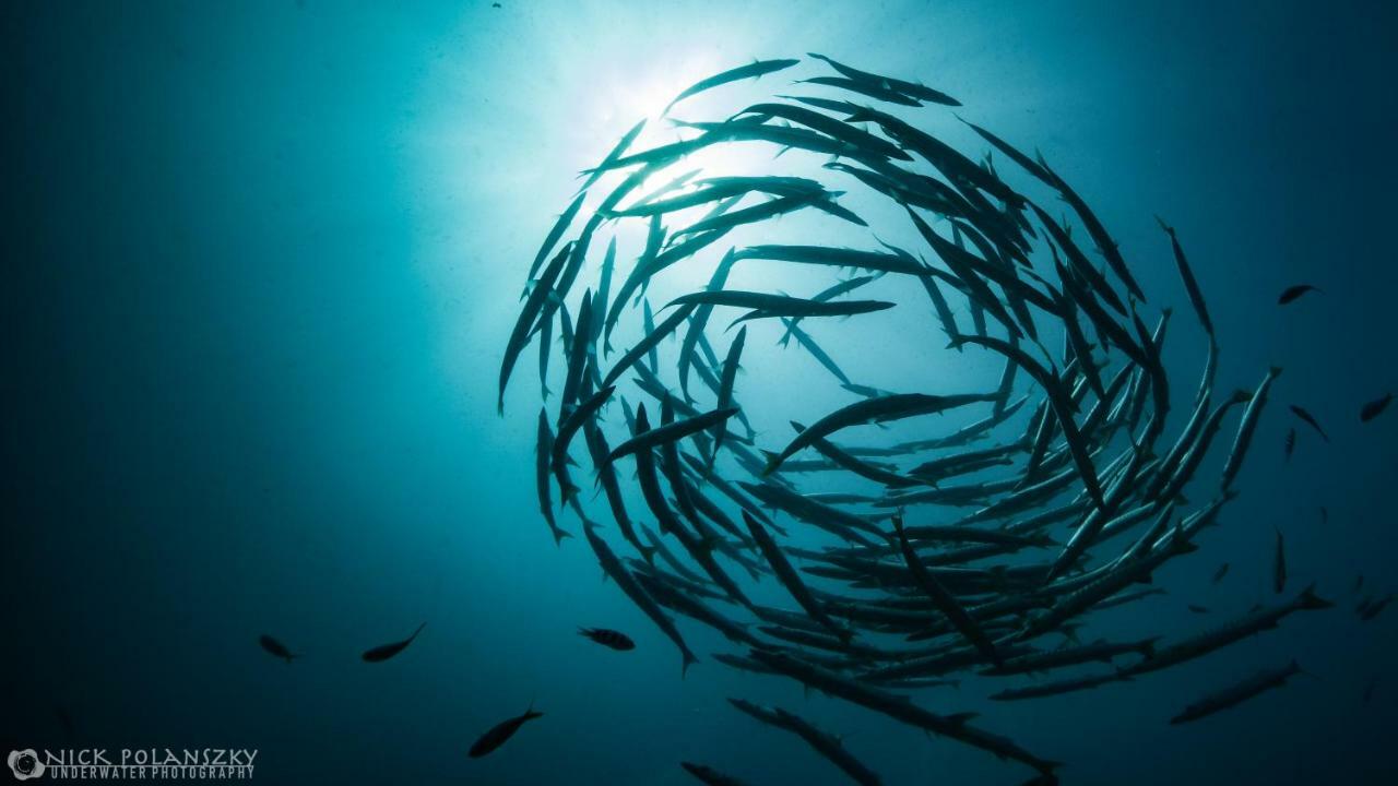 Forra Dive Resort Pattaya Beach Κο Λίπε Εξωτερικό φωτογραφία