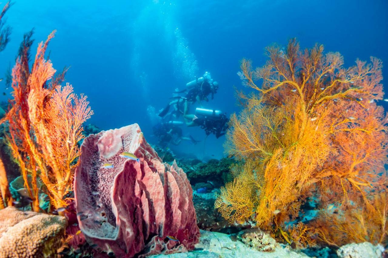 Forra Dive Resort Pattaya Beach Κο Λίπε Εξωτερικό φωτογραφία